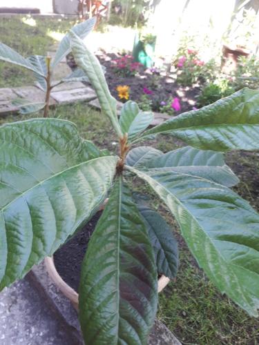 a plant with large green leaves in a garden at agmashenebeli95 in Tbilisi City
