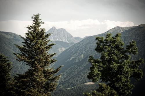 two trees standing in front of a mountain range at Herol - my mountain retreat in Luson