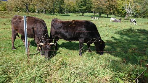 two cows grazing in a field behind a barbed wire fence at Tabataya in Myoko
