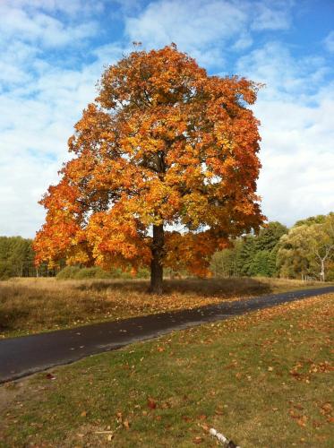 a tree on the side of a road at Kranichnest in Rheinsberg