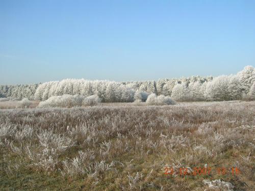 a field with tall grass and trees in the background at Kranichnest in Rheinsberg