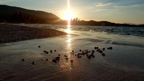 a group of ducks in the water on the beach at Apartmani Urlic in Sreser