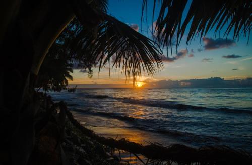 a sunset on the beach with a palm tree at Pousada Doze Cabanas in Japaratinga