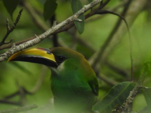 a green and yellow bird sitting on a tree branch at Paraiso Verde in Chijoú