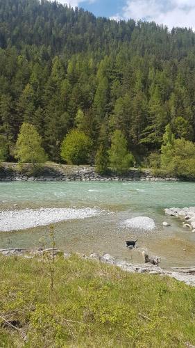 a dog standing on a beach next to a river at Alpen Apart Heiss - DELUXE XL Apartments in Prutz