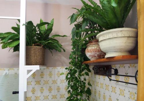 two potted plants on a shelf in a room at La Finestra sul Fiume in Fossombrone