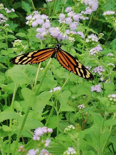 a monarch butterfly on a plant with purple flowers at Garden of Heliconias Lodge in Drake
