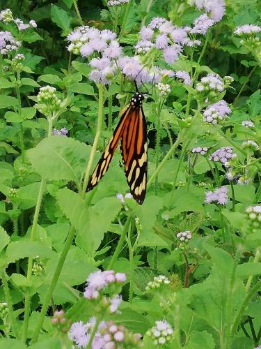 a butterfly on a plant with purple flowers at Garden of Heliconias Lodge in Drake