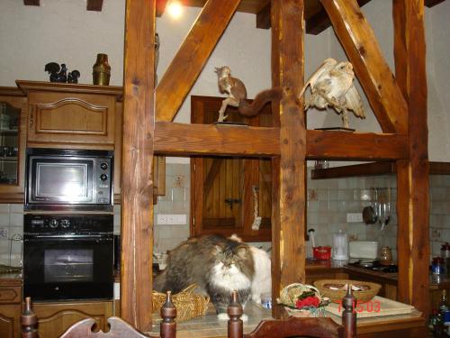a cat sitting on a counter in a kitchen at gîte Vallée des Nestes in Bareilles