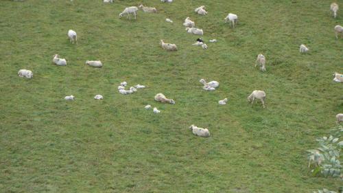 a herd of sheep laying in a grassy field at gîte Vallée des Nestes in Bareilles