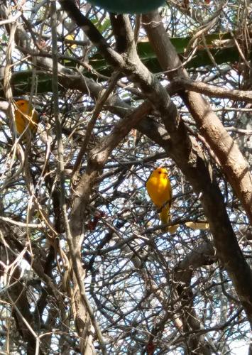 two oranges are sitting in a tree at Alojamiento Casa de campo los Cactus in Villavieja