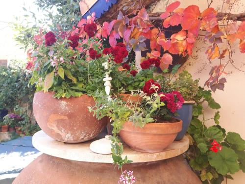a group of flowers in pots on a shelf at Ble Mavi - Studio for 2 in Vouni