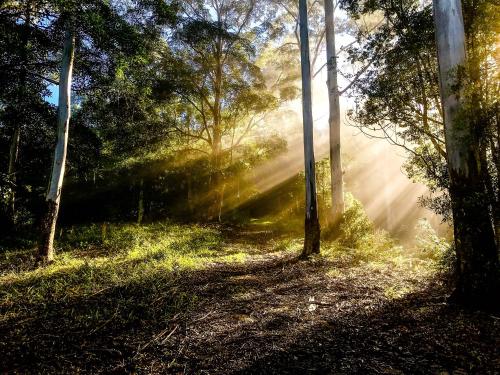 a forest with the sun shining through the trees at La Rochér Eco Retreat in Stokers Siding