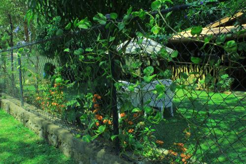 a fence with a tree in a yard at Thal Sewana in Sigiriya