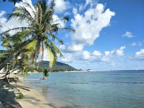 a palm tree on a beach with the ocean at BeauBo Beach in Baan Tai