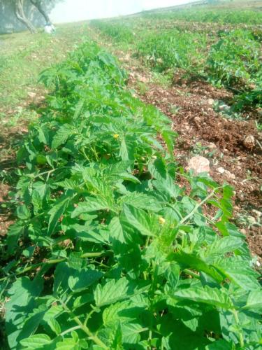 a row of green plants in a field at B&B Terra Serena in Santa Cesarea Terme