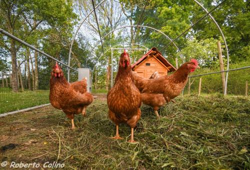 a group of chickens standing in front of a chicken coop at Artesoro Baserria in San Pedro de Galdames