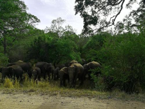 a herd of elephants standing in the grass at Thal Sewana in Sigiriya