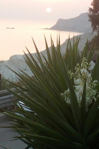 a plant with white flowers in front of the ocean at La Perla Scala dei Turchi in Realmonte