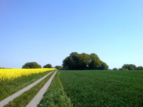 a field of green grass with a dirt road at Ruegen_Fewo 123 in Hof Patzig