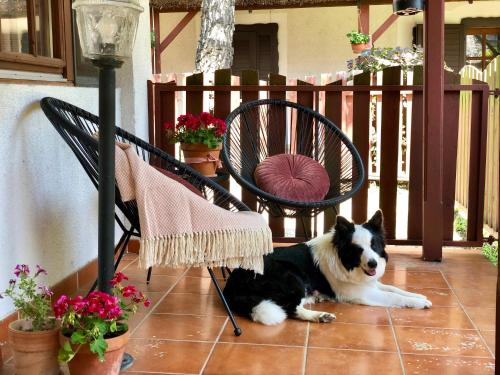 a black and white dog laying on a patio at The Houses of History - anno 1830 in Tihany