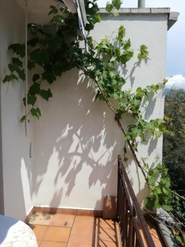 a tree casts a shadow on a white wall at Guest House Vila Bak in Budva