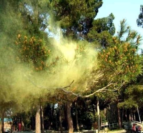 a pile of smoke in front of some trees at Ananiko in Borjomi