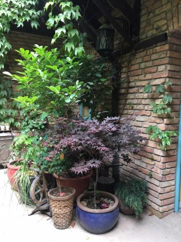 a group of plants in pots next to a brick wall at Szent Anna Panzió in Esztergom