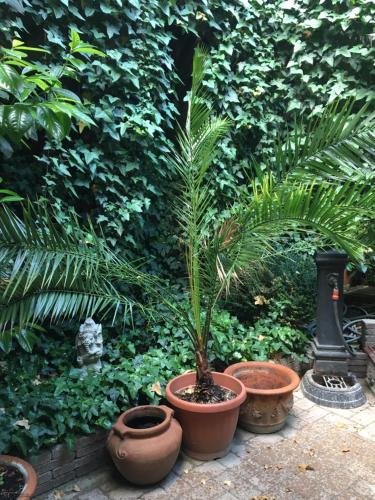 a palm tree in a pot in a garden at Szent Anna Panzió in Esztergom