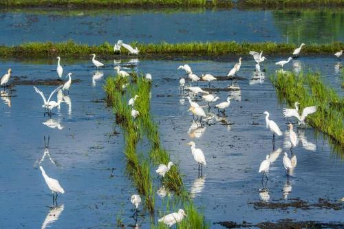 a flock of white birds standing in the water at 池上5159懷舊民宿 請勿用阿勾達訂房 in Chishang