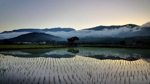 a field with a tree and mountains in the background at 池上5159懷舊民宿 請勿用阿勾達訂房 in Chishang
