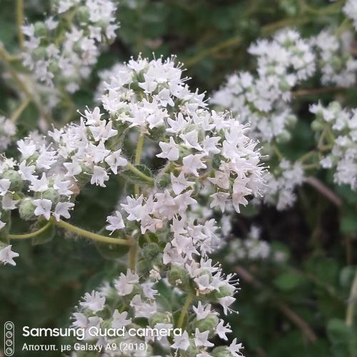 a cluster of white flowers on a plant at Ble Mavi - Studio for 2 in Vouni