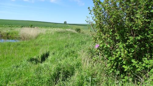 a field of grass with a tree and a river at Camønogaarden B&B, darksky cabins and events in Borre