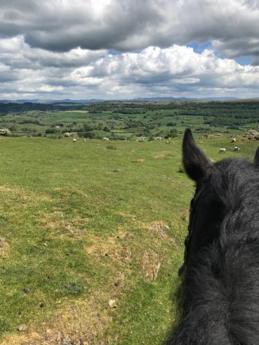 a horse is looking at a field of grass at Witherslack Hall Farmhouse in Grange Over Sands
