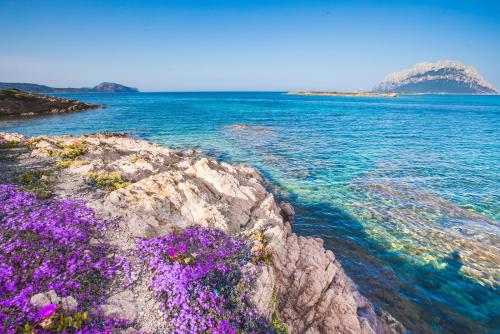 a bunch of purple flowers on a rock in the water at Hotel il Faro di Molara in Porto San Paolo