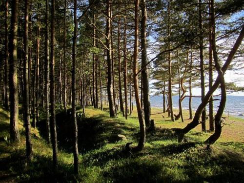 a forest of trees with the ocean in the background at Tahkuna tree-house in Malvaste