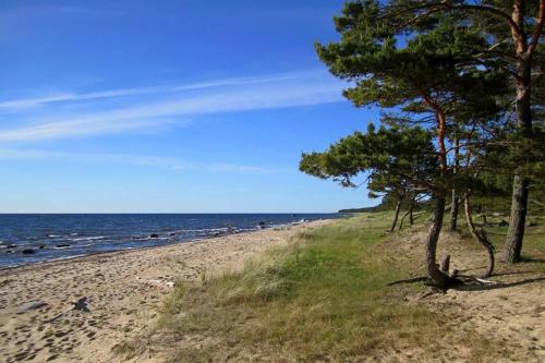 a beach with trees and the ocean on a sunny day at Tahkuna tree-house in Malvaste