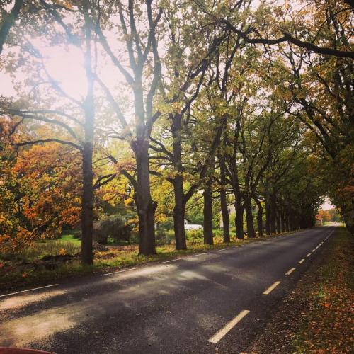 an empty road with trees on either side at Tahkuna tree-house in Malvaste