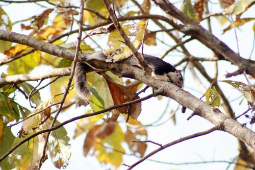 Animales en la casa de huéspedes o alrededores