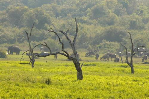 Animales en la casa de huéspedes o alrededores