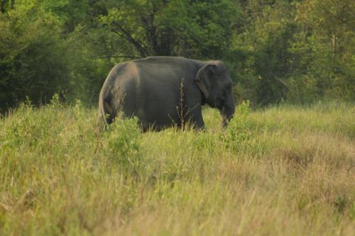 Animales en la casa de huéspedes o alrededores