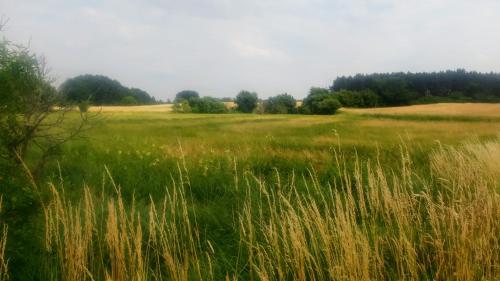 a field of tall grass with trees in the background at Mirabellenhof - Kleine Ferienwohnung mit Altstadtblick in Biesenthal