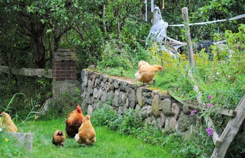 a group of chickens standing on a stone wall at Mirabellenhof - Kleine Ferienwohnung mit Altstadtblick in Biesenthal