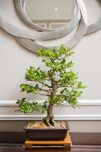 a bonsai tree sitting on a table in front of a mirror at Premier Hotel Cape Town in Cape Town