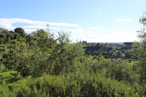 a view of a field with trees and bushes at Villa Porsenna in Chiusi