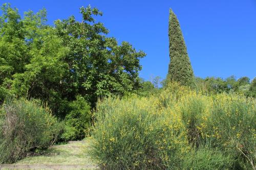 a path through a field with a tall tree at Villa Porsenna in Chiusi