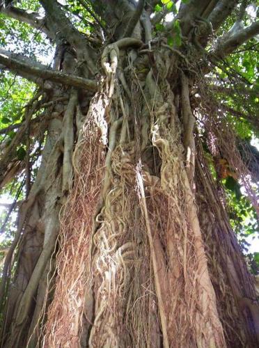 a tree with lots of roots on it at Posada El Jardin in Ticul