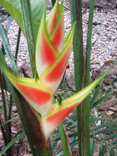 a close up of a plant with red and green flowers at Posada El Jardin in Ticul