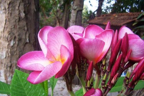 a group of pink flowers in front of a tree at Posada El Jardin in Ticul