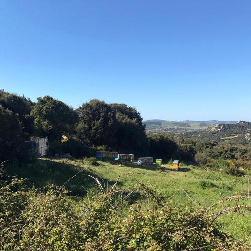 a grassy field with trees in the background at B&B La Tasgia in Aggius